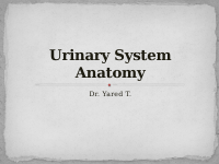 9. urinary system.pdf